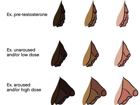 trans bottom growth meaning|Testosterone HRT and Bottom Growth